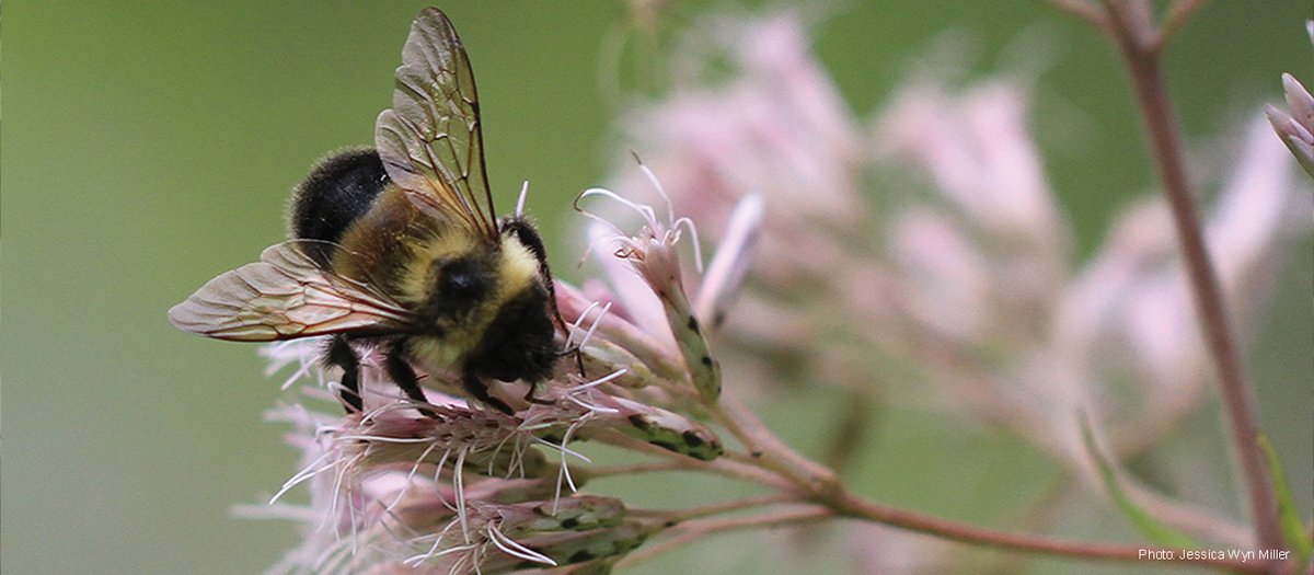 A bee on a flower

Description automatically generated